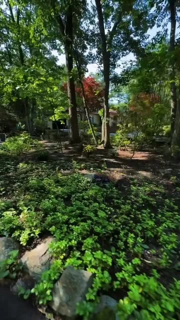 Planted bed with shrubs and ground cover under trees
